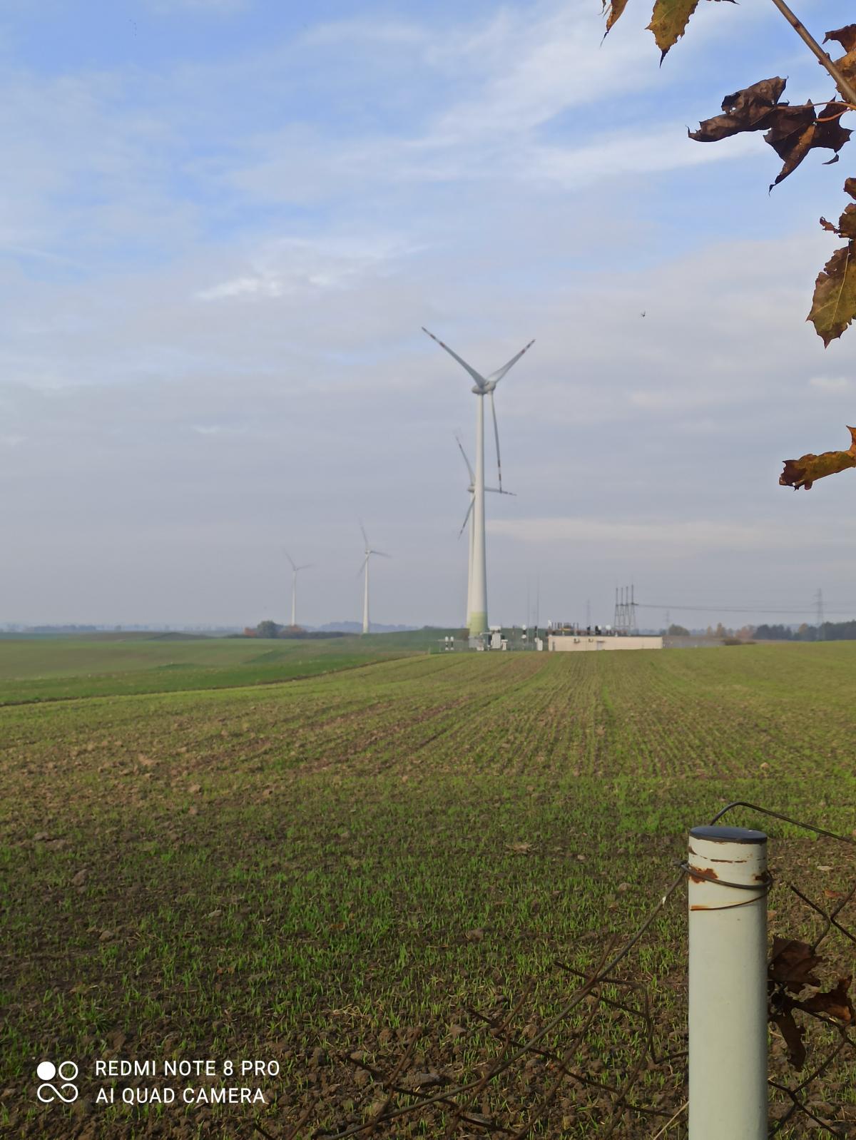 Krajobraz z polami, turbinami wiatrowymi w tle i fragmentem drzewa z liśćmi w prawym górnym rogu.